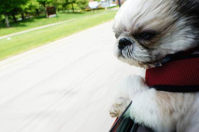 狗为啥喜欢坐脚上 289080151030172839.jpg-pic.original